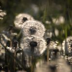 Pusteblumen