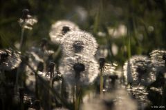 Pusteblumen