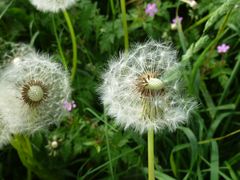 Pusteblumen