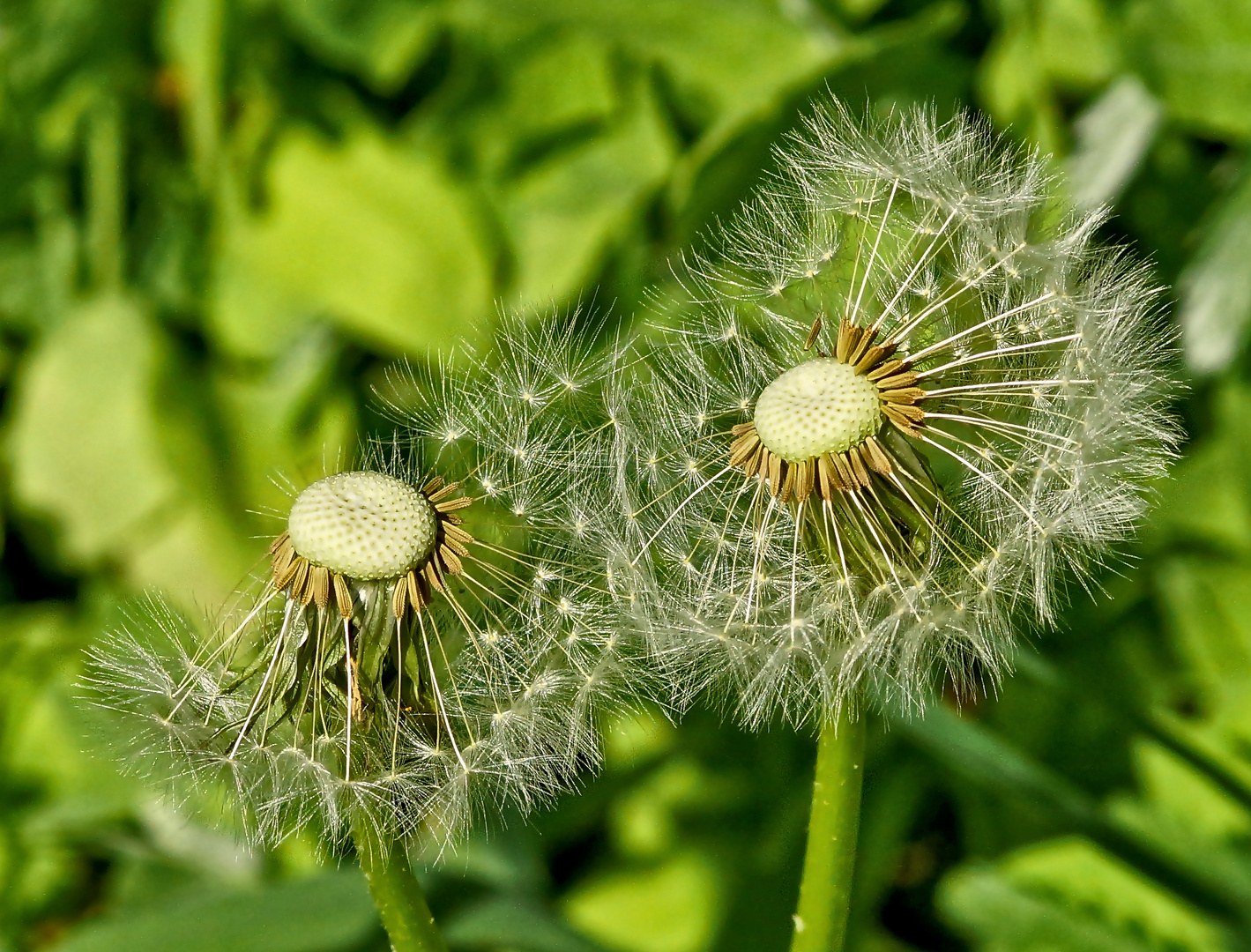 Pusteblumen