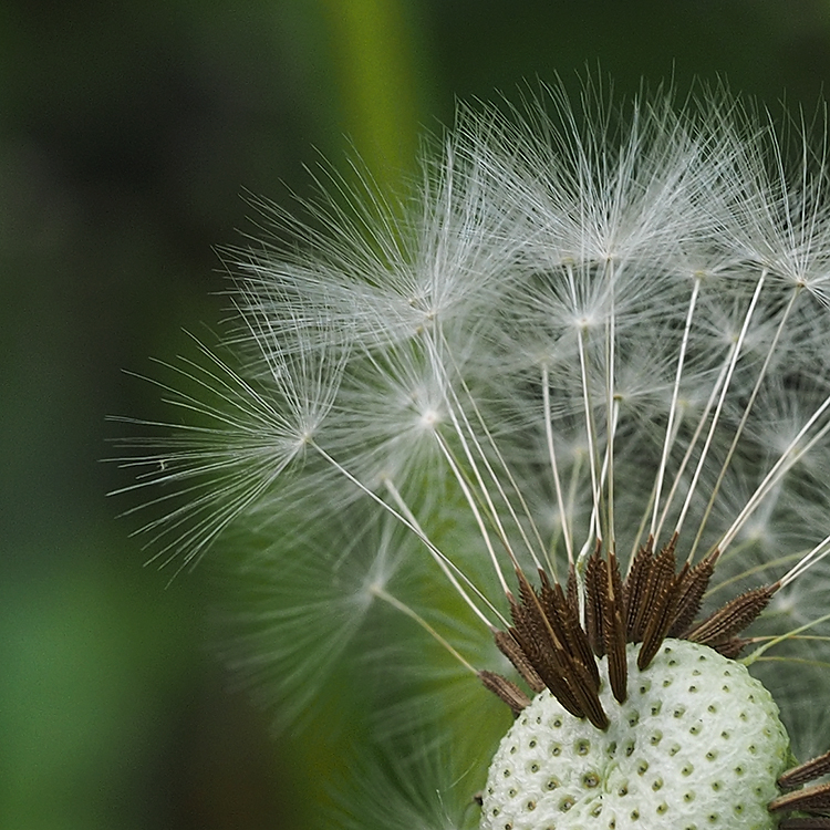 Pusteblumen Detail