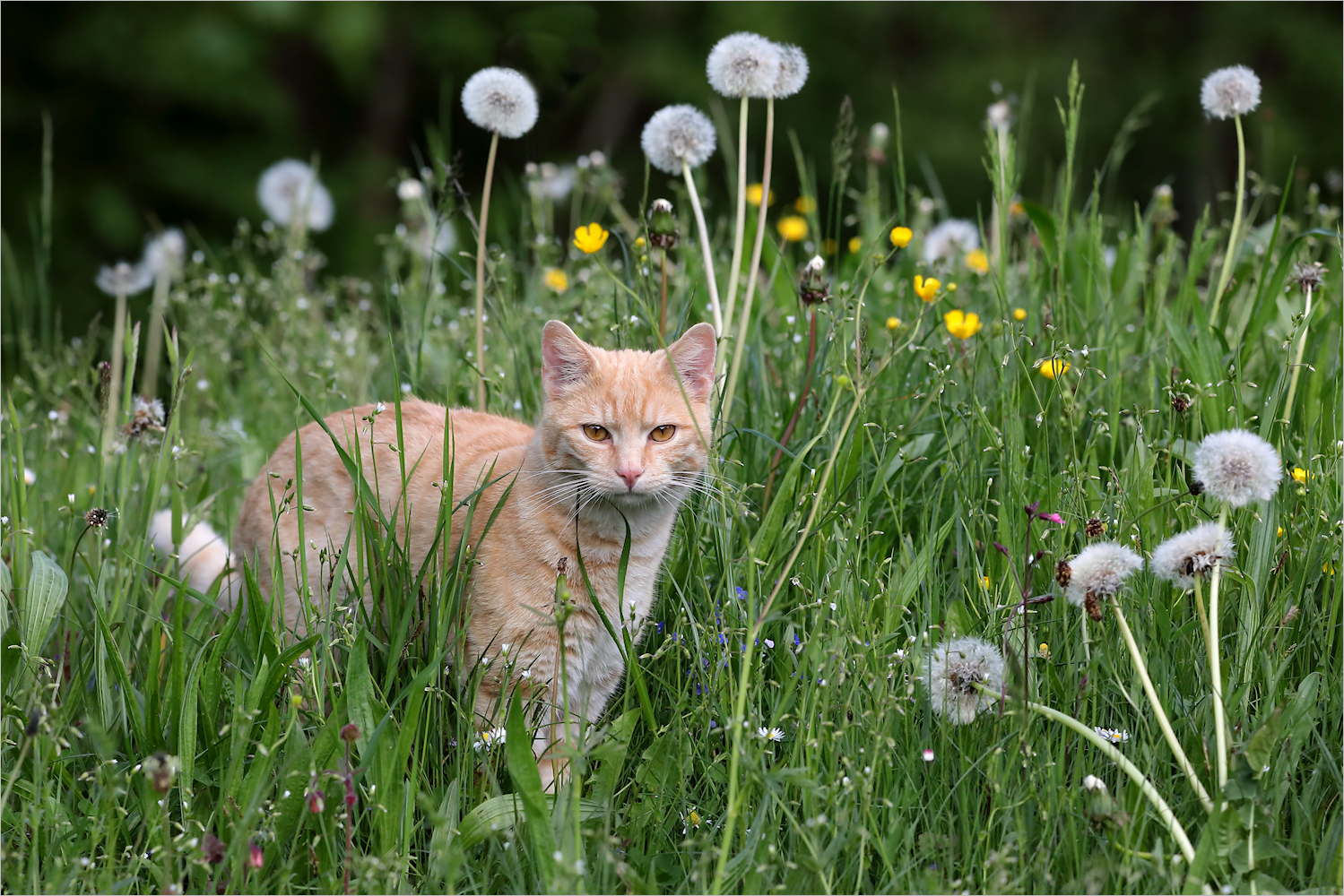 Pusteblumen ...