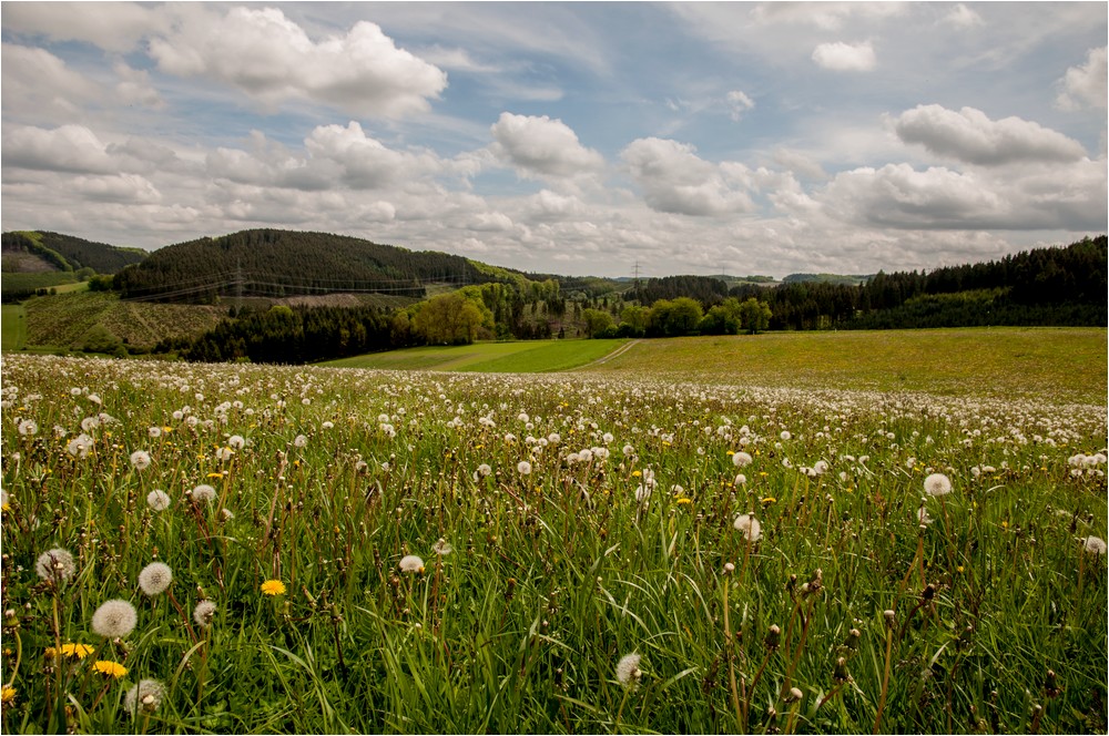 Pusteblumen ...