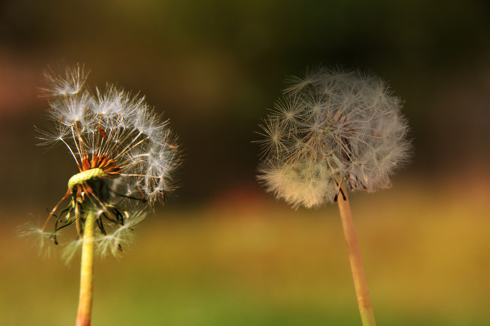 Pusteblumen