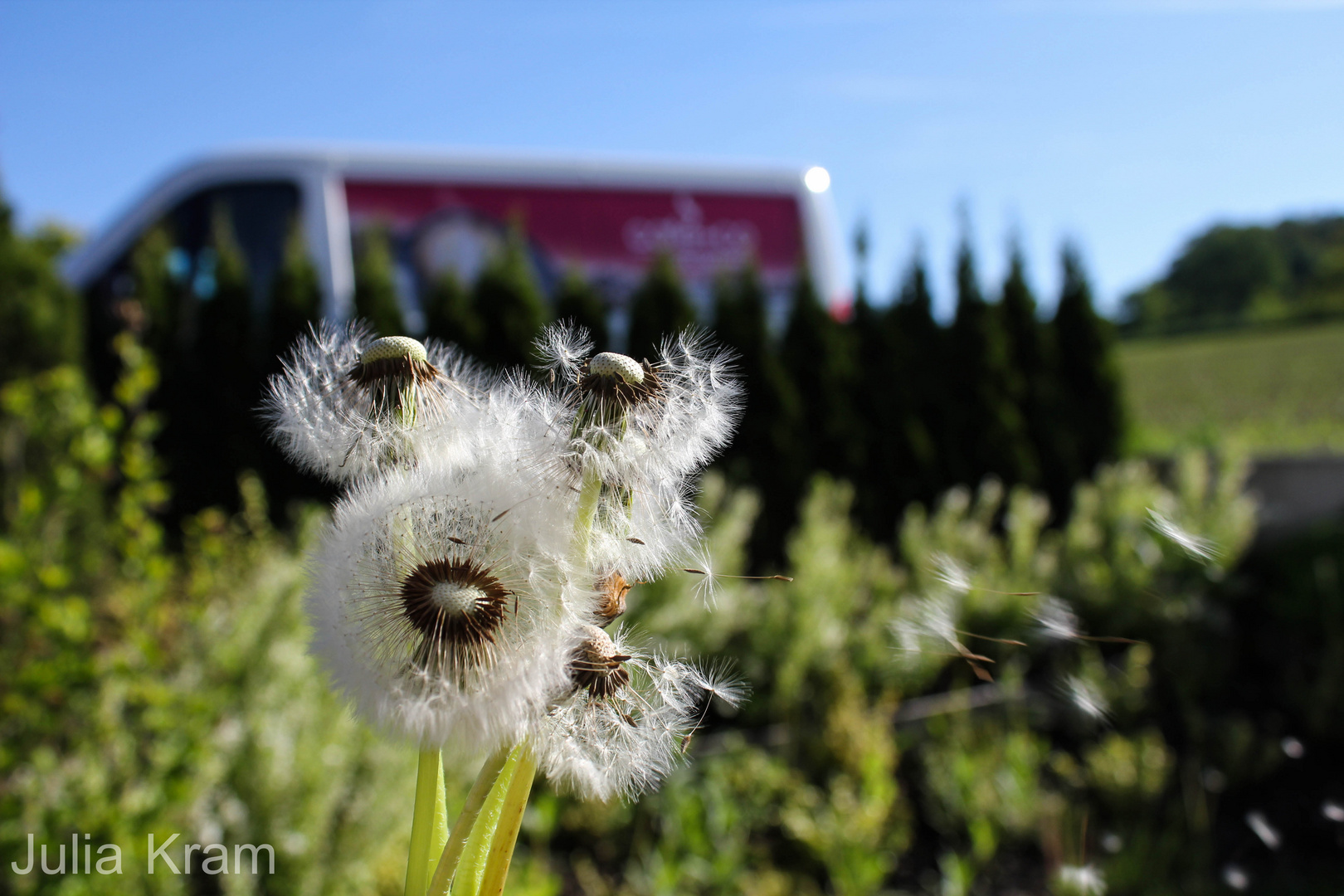 Pusteblumen