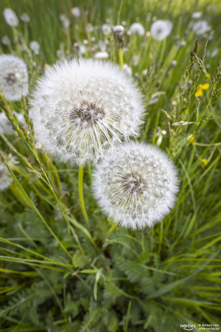 Pusteblumen