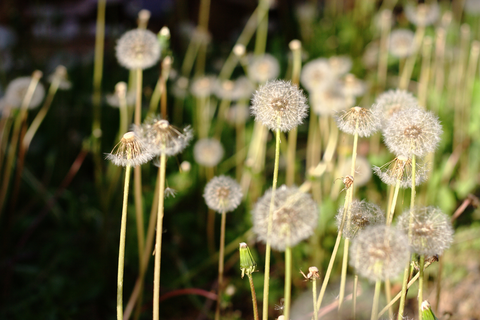 pusteblumen-ensemble