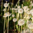 pusteblumen-ensemble