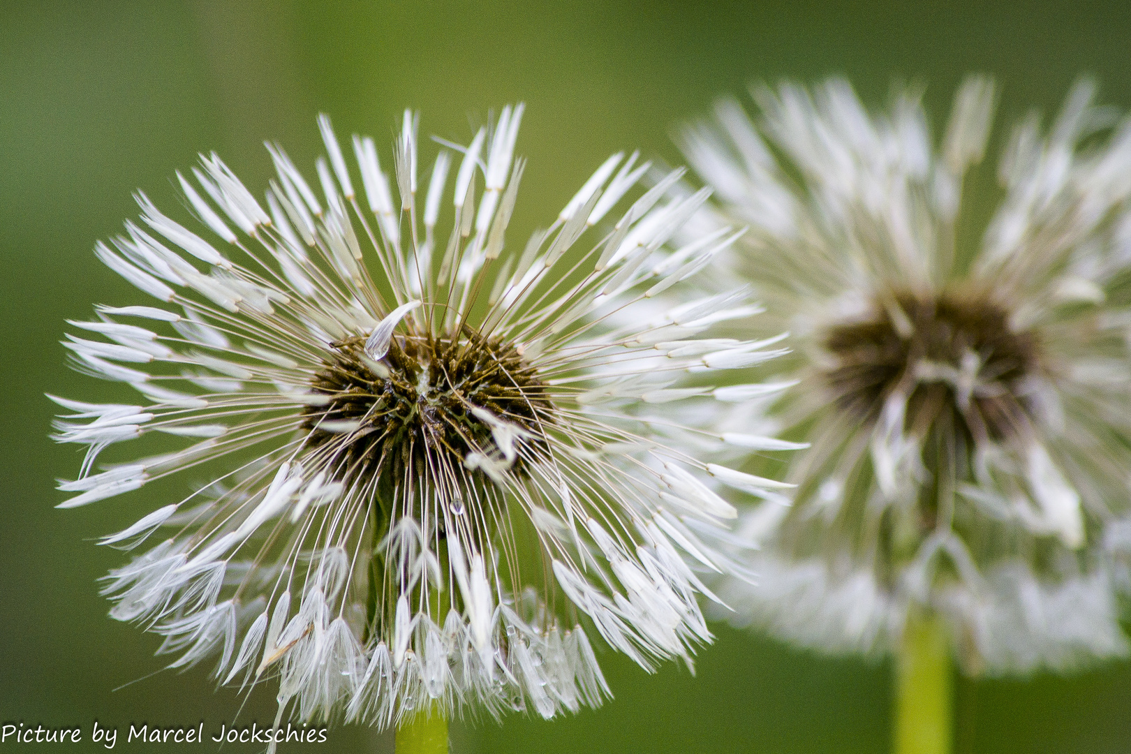 Pusteblumen :-)