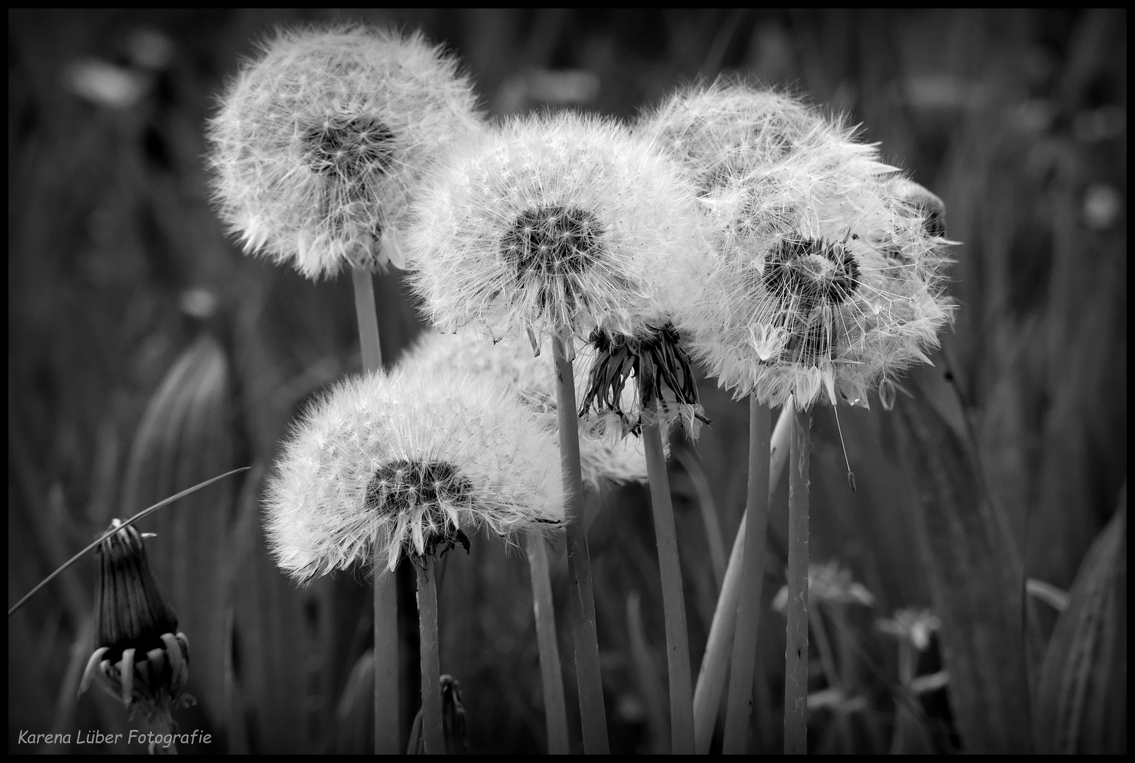 Pusteblumen Foto & Bild natur, pflanzen, blüten Bilder auf
