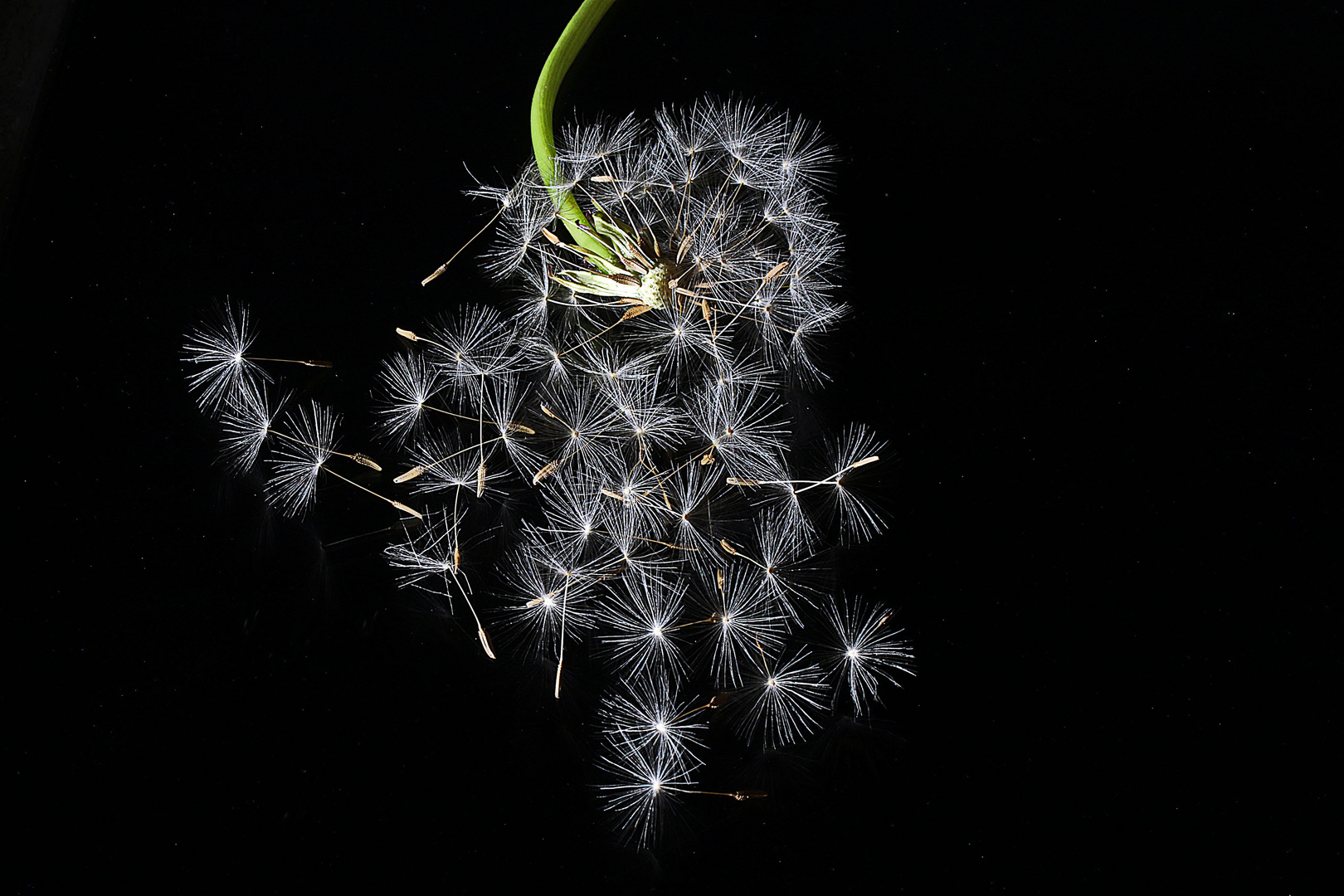 Pusteblumen-Feuerwerk