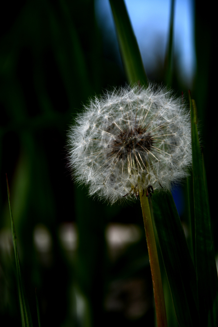 Pusteblumen geben sich auf, um neues Leben zu erschaffen