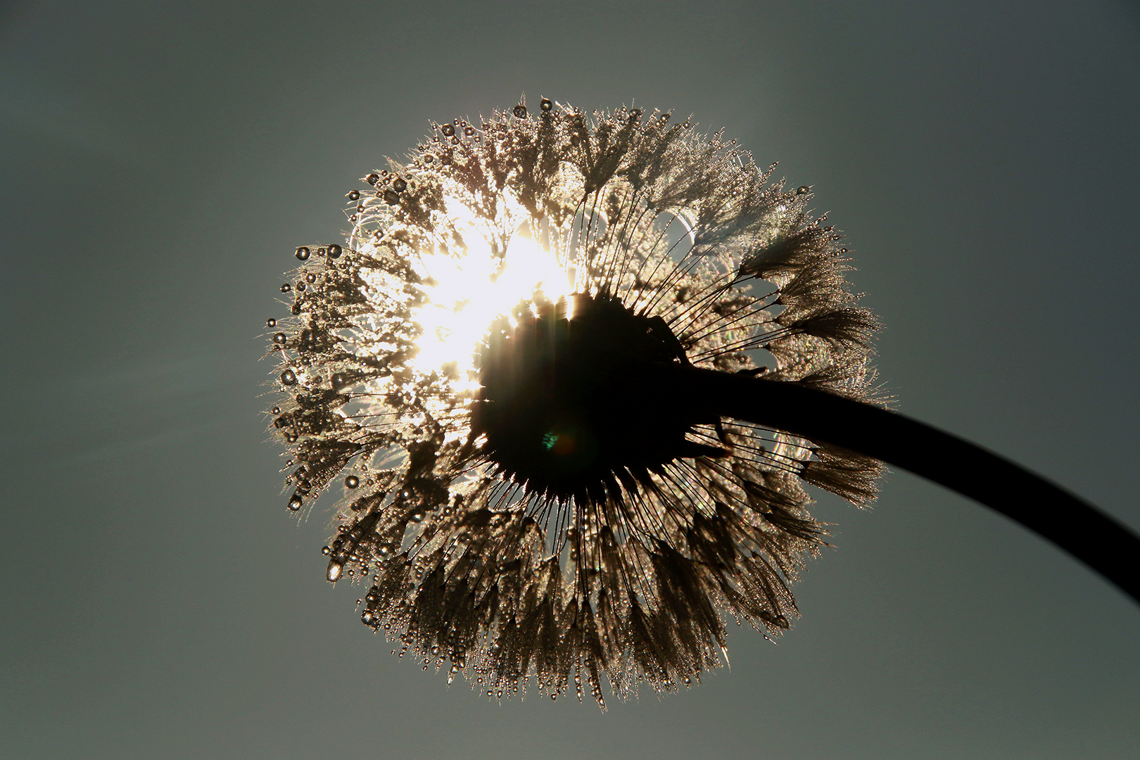 Pusteblumen Herbst