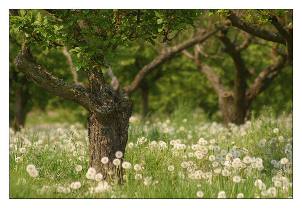 Pusteblumen (II)