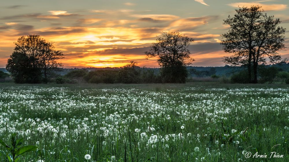 Pusteblumen II