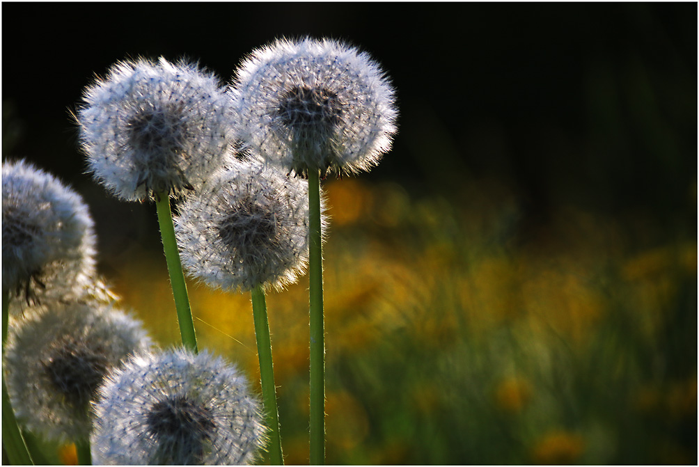 Pusteblumen im abendlichen Gegenlicht