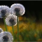 Pusteblumen im abendlichen Gegenlicht