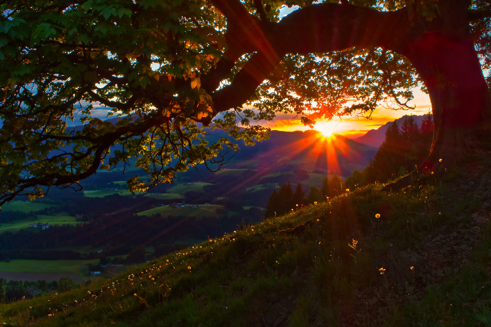 Pusteblumen im Abendlicht! 