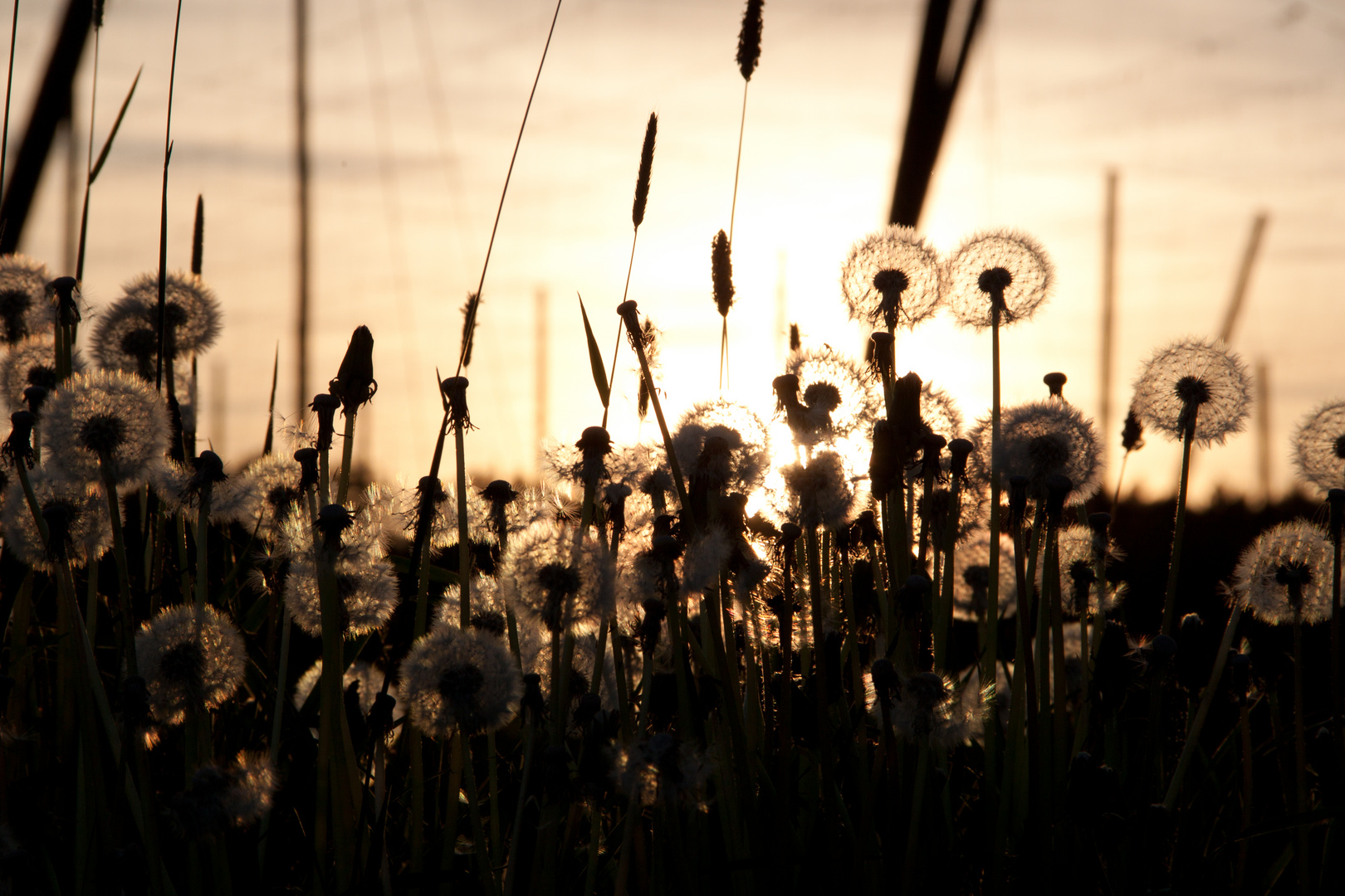 Pusteblumen im Abendlicht