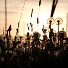 Pusteblumen im Abendlicht