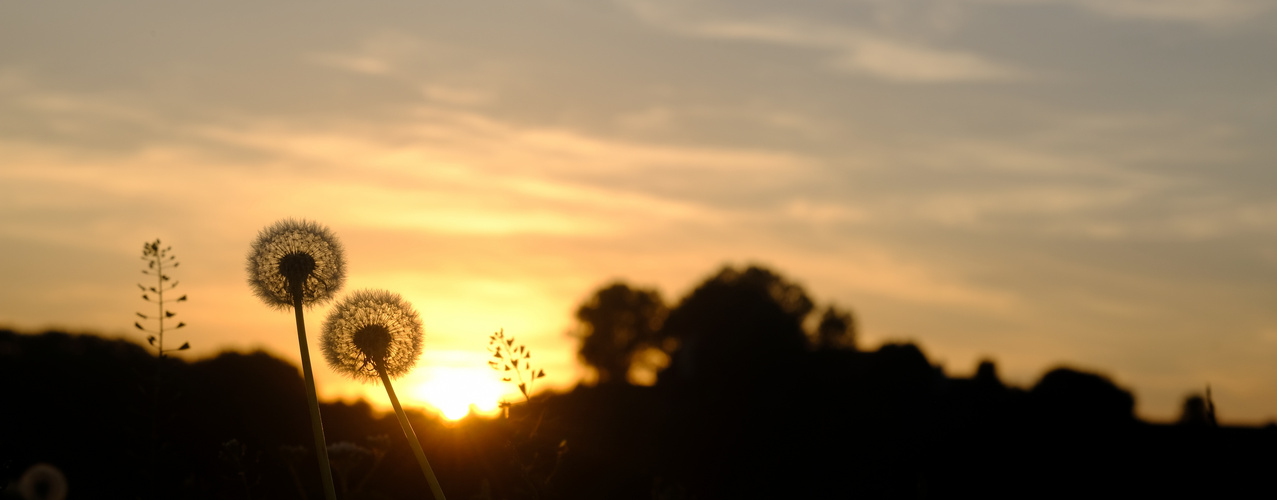 Pusteblumen im Gegenlicht 