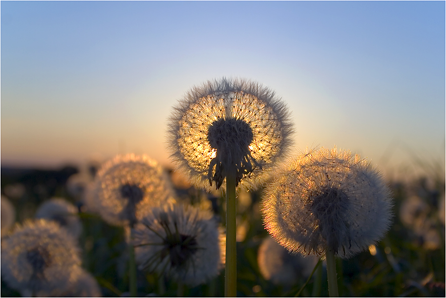 Pusteblumen im Gegenlicht