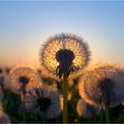 Pusteblumen im Gegenlicht