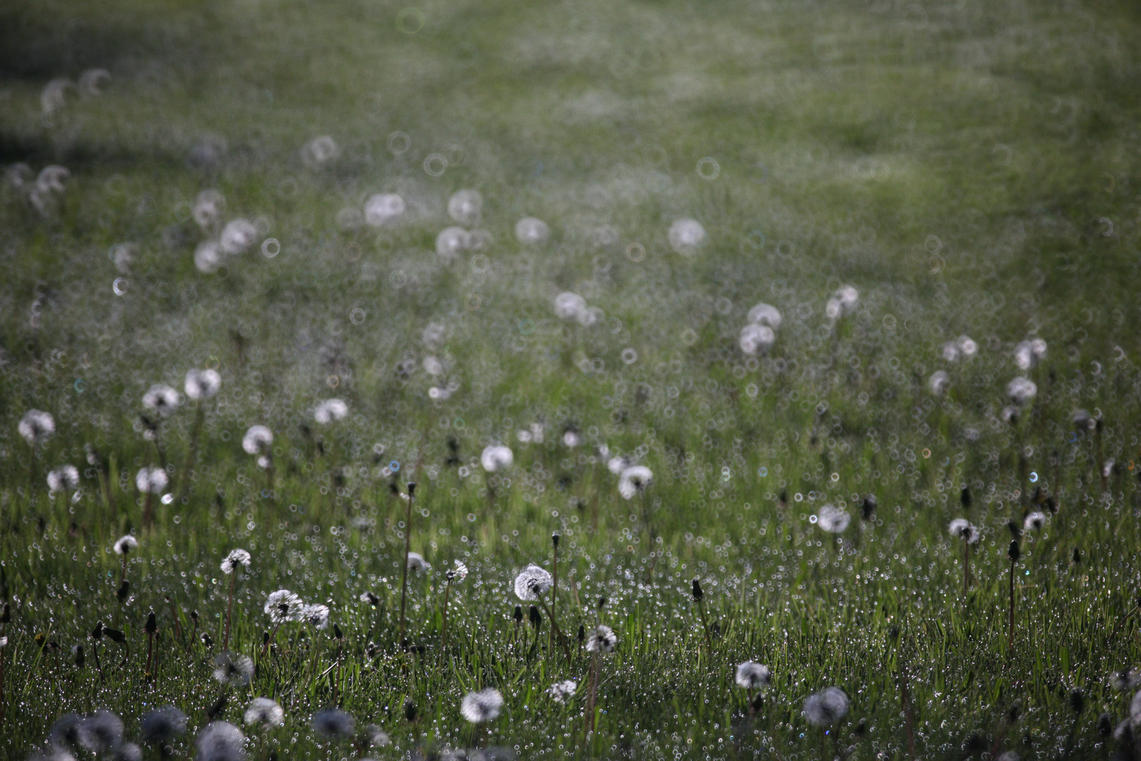 Pusteblumen im Gegenlicht mit Morgentau