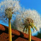 Pusteblumen im Kontrast 