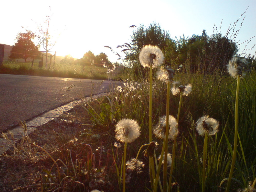 pusteblumen im mai