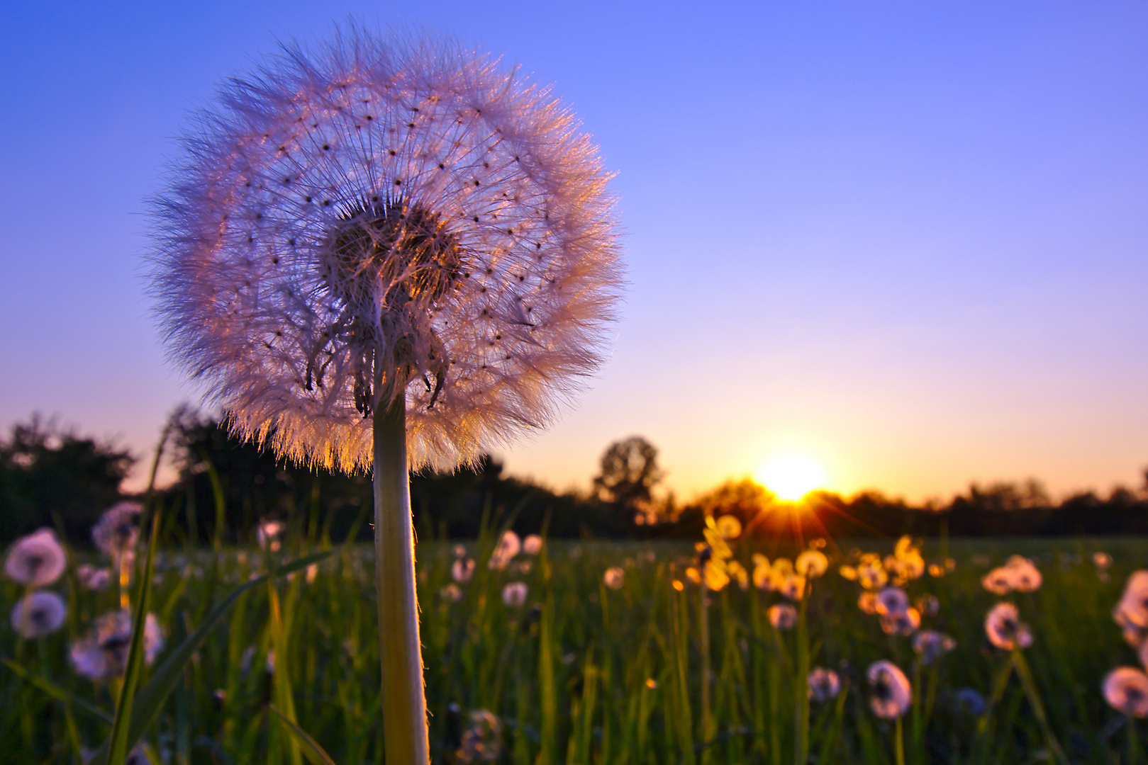 Pusteblumen im Sonnenuntergang