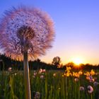 Pusteblumen im Sonnenuntergang