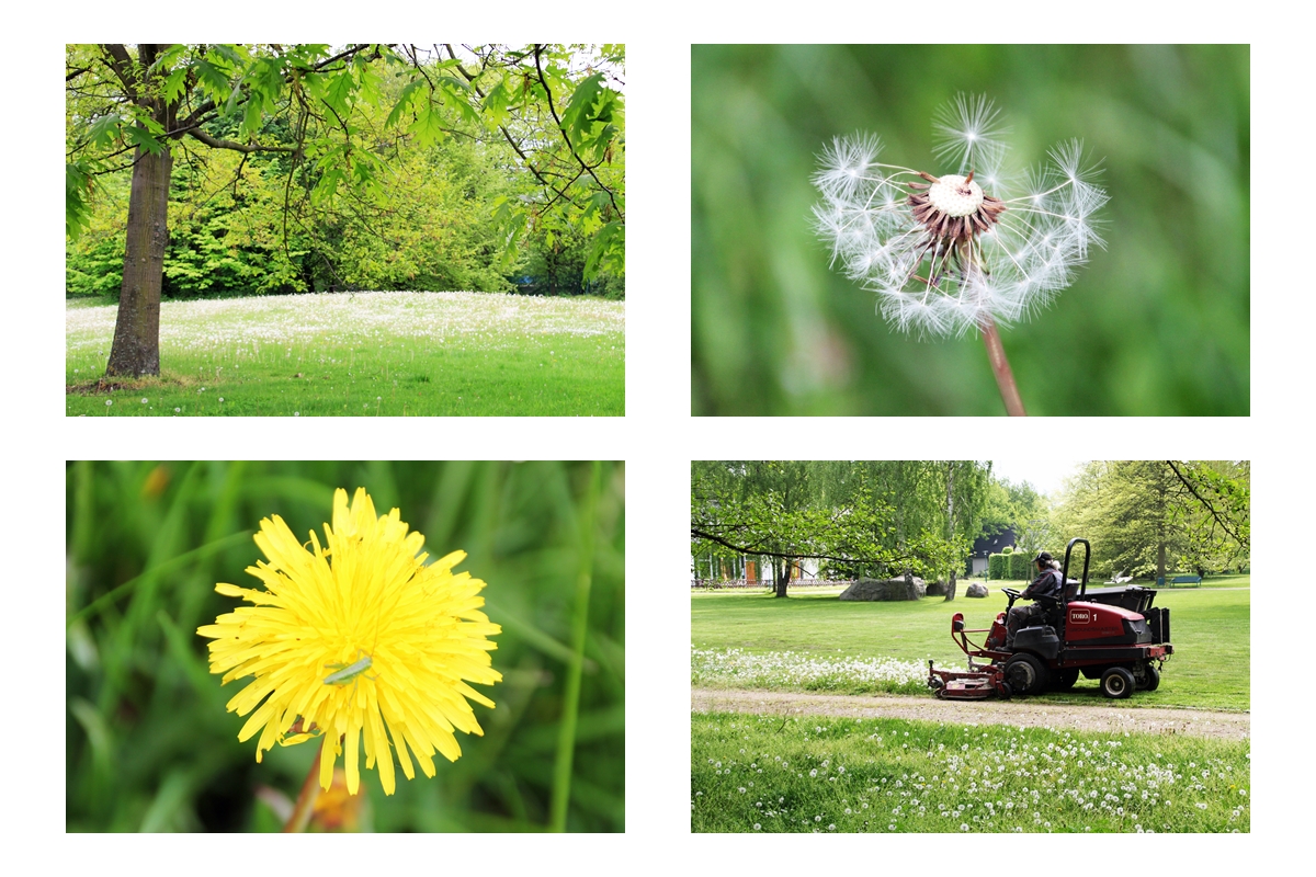 Pusteblumen im Spreeauenpark Cottbus