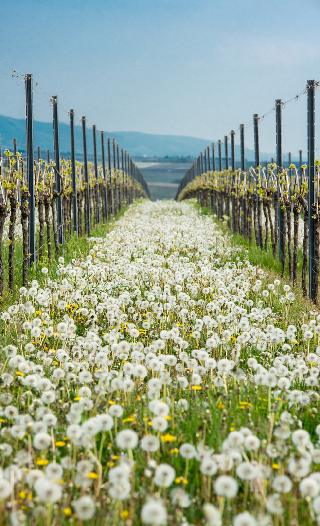 Pusteblumen im Weinberg