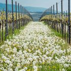 Pusteblumen im Weinberg