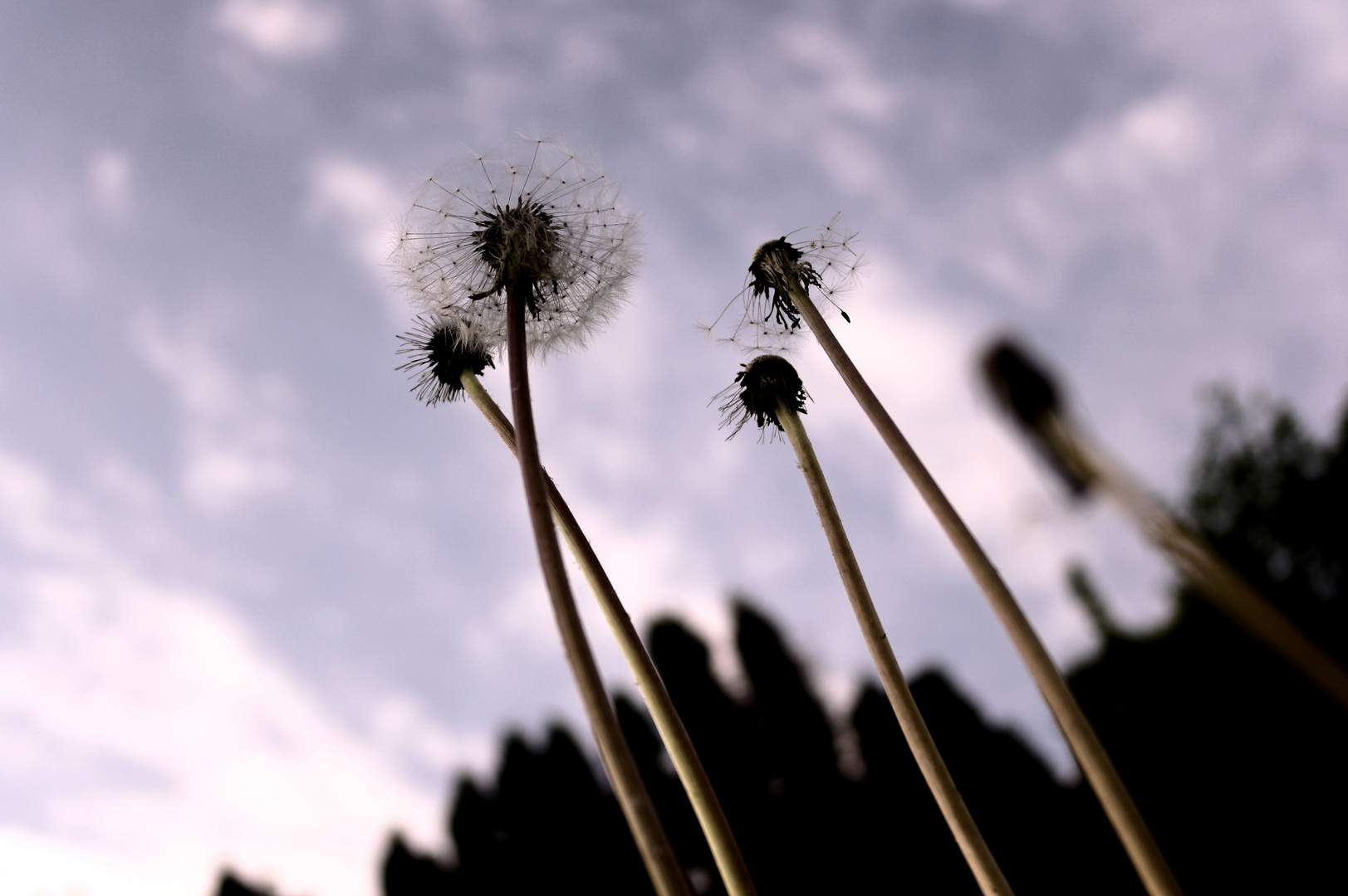 Pusteblumen in der Abenddämmerung