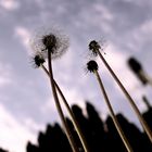 Pusteblumen in der Abenddämmerung