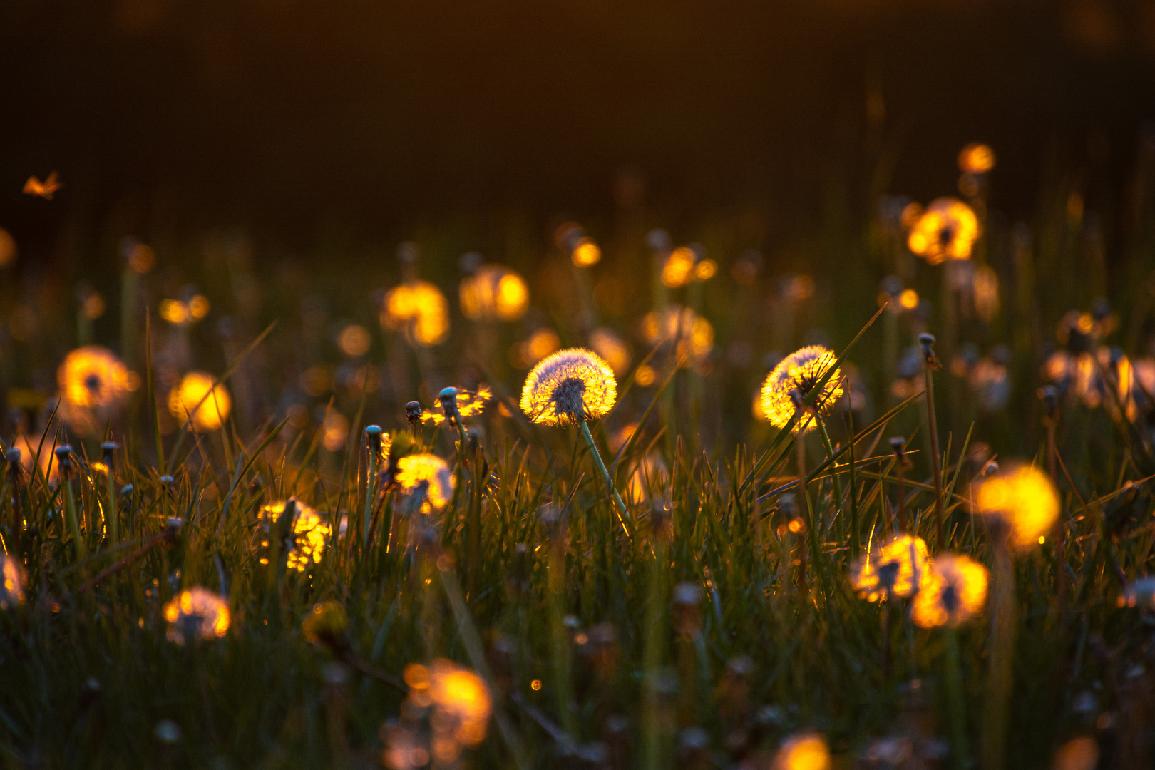 Pusteblumen in der Abendsonne