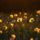 Pusteblumen in der Abendsonne