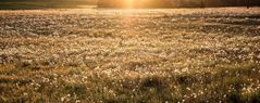 Pusteblumen in der Abendsonne