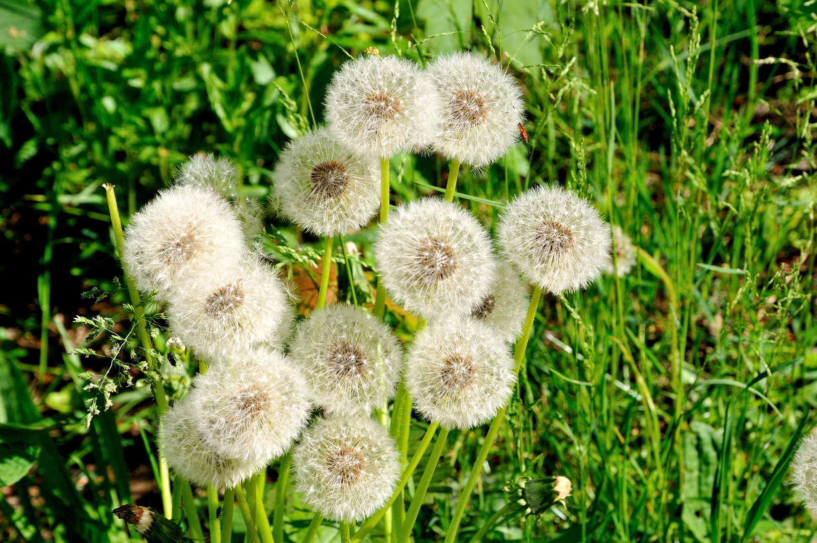 Pusteblumen in der Gemeinschaft DSC_5681