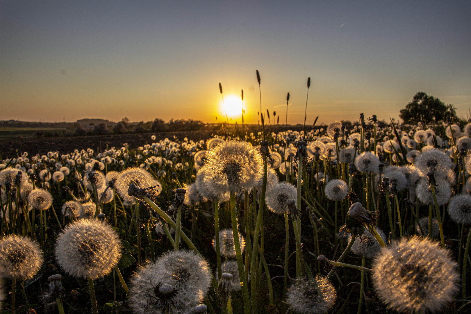 Pusteblumen in der goldenen Stunde