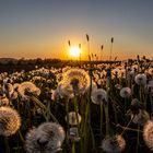 Pusteblumen in der goldenen Stunde