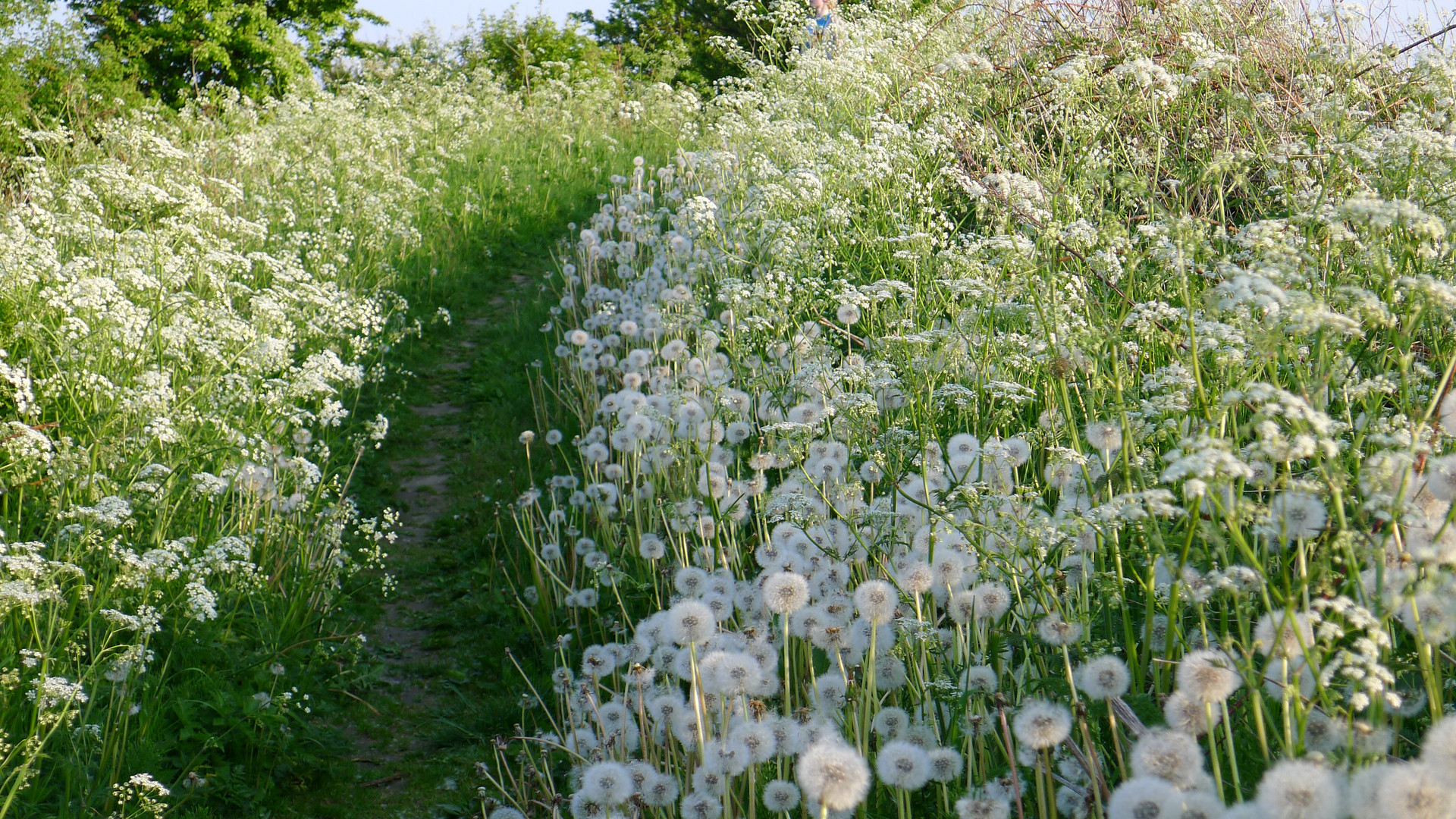 Pusteblumen in Gammelmark