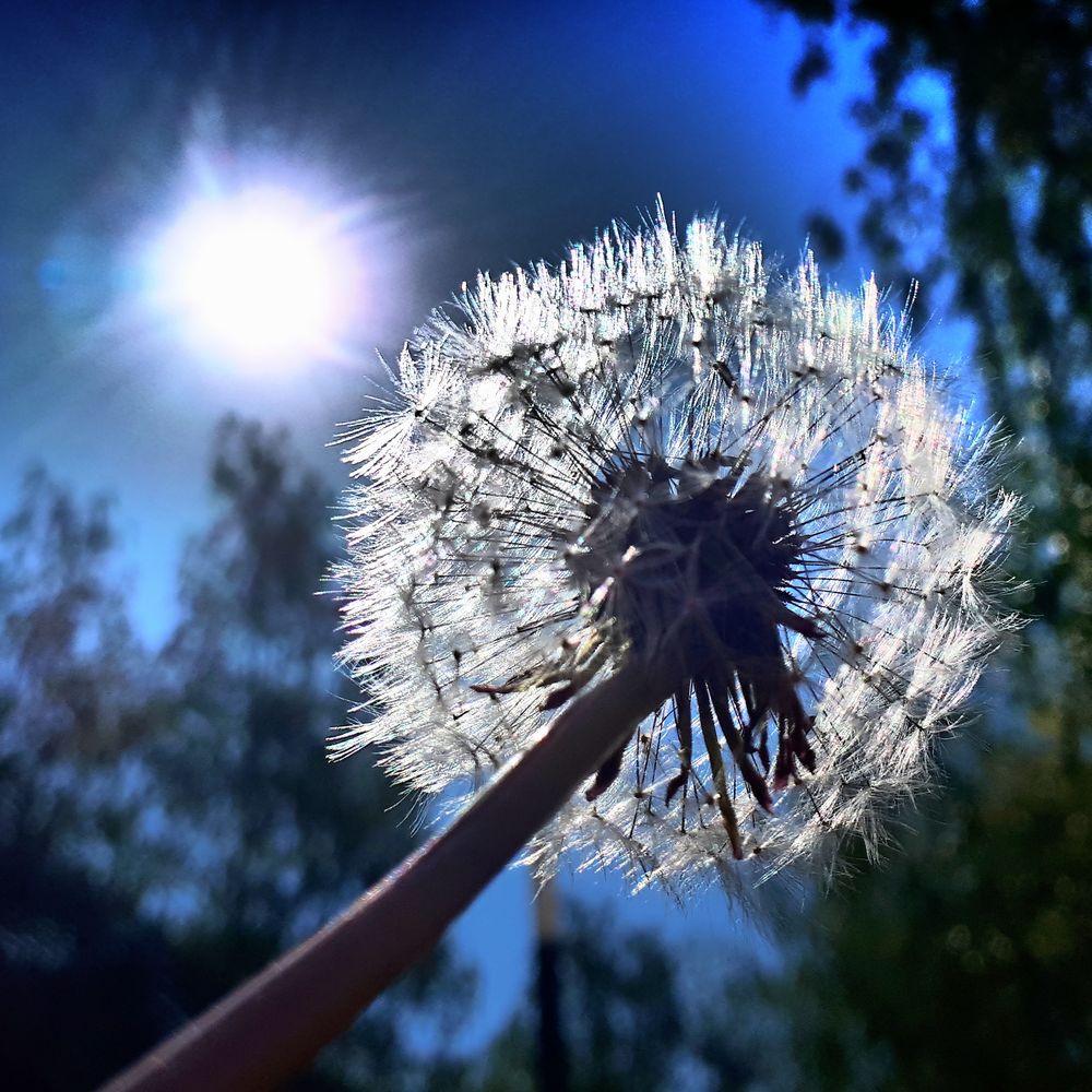 Pusteblumen in Gelsenkirchen