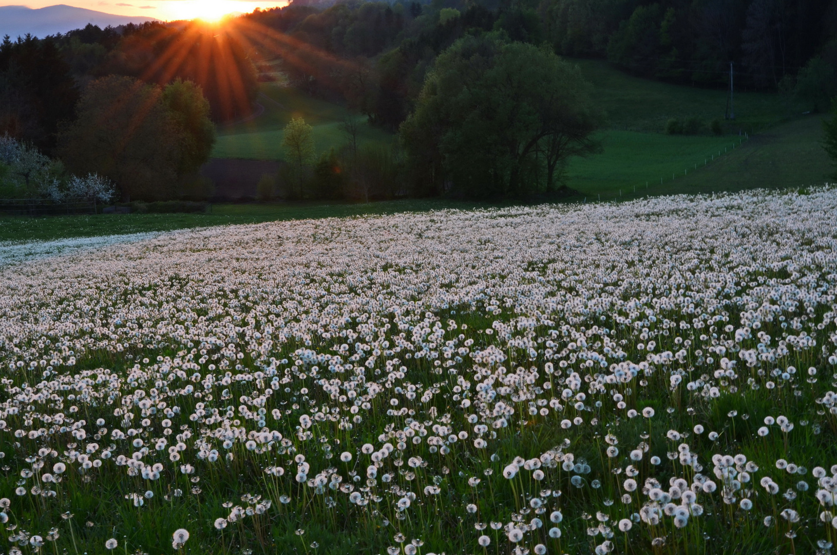 Pusteblumen in großen Massen...