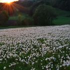 Pusteblumen in großen Massen...