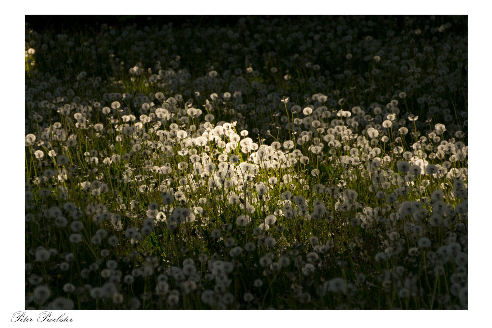 Pusteblumen-Meer