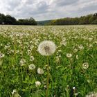 Pusteblumen-Meer