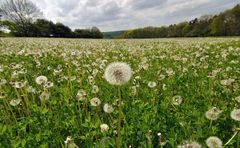 Pusteblumen-Meer